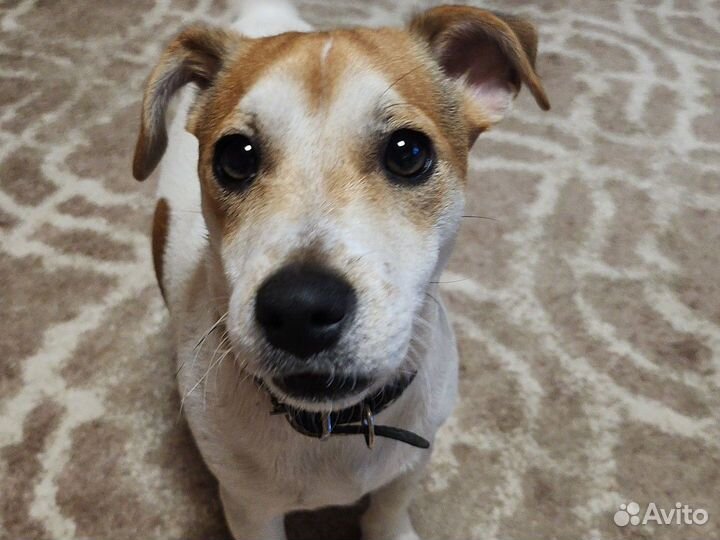 Вязка Джек рассел терьер, кобель