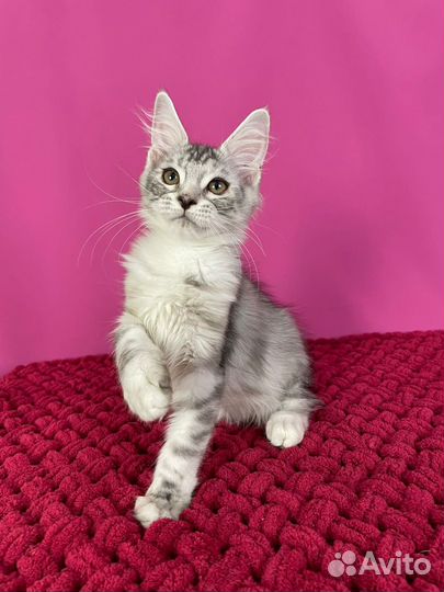 Кошки мейн-кун