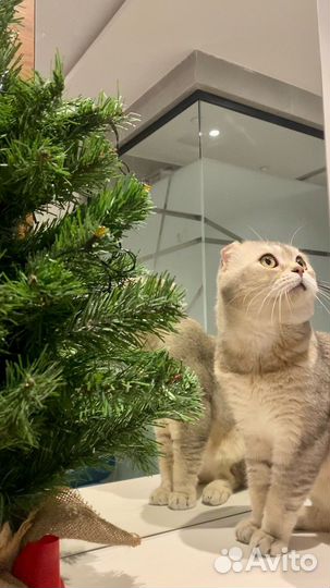 Вязка котов шотландских