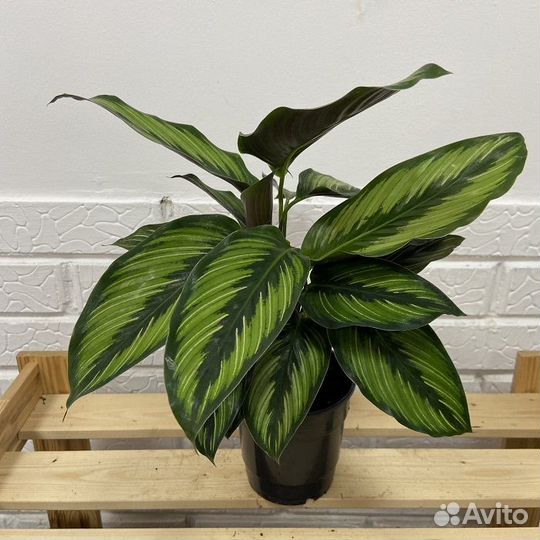 Калатея пинстрайп 12 35