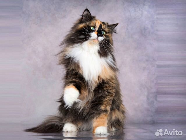 Ласковая пушистая красавица Мяфла