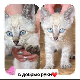 Котик, мальчик 1,2 месяца