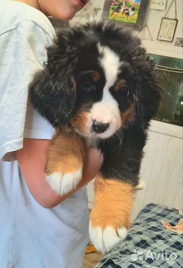 Щенки Бернский зенненхунд