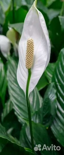 Кратон Фиалки Сансевиер Спатифиллум Плющ Адиантум