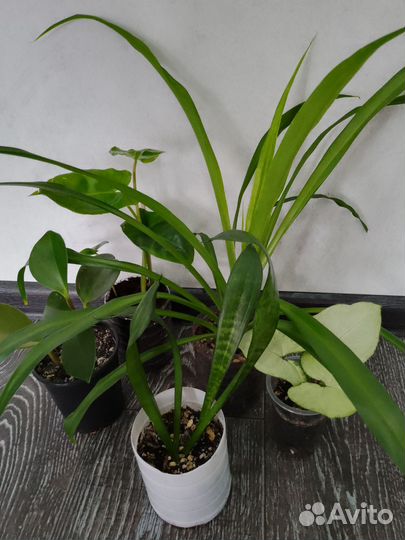 Набор из комнатных растений