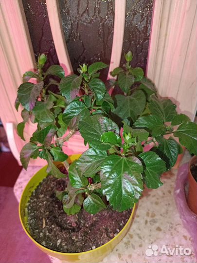 Гибискус жёлтый