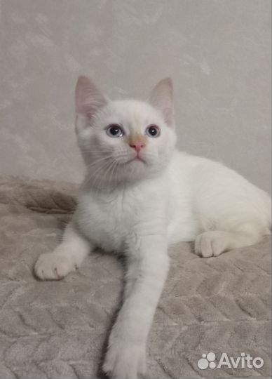 Котёнок мальчик