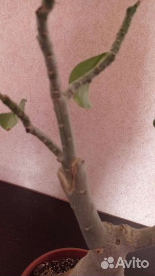Адениум взрослый