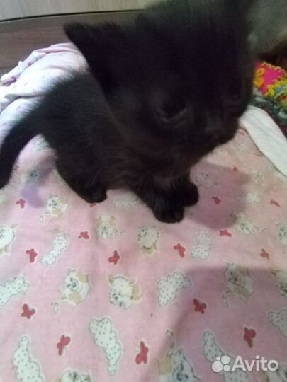 Котята мальчики