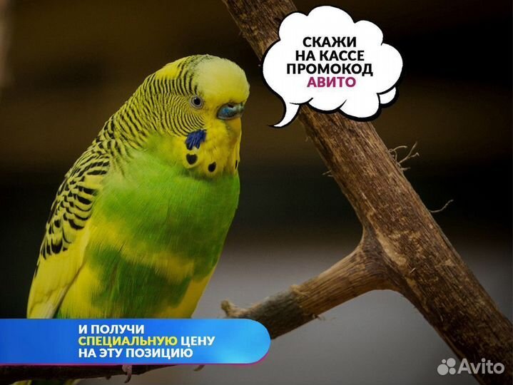 Кролик вислоухий