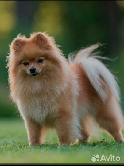 Вязка порода шпиц мальчик вязка за щенка