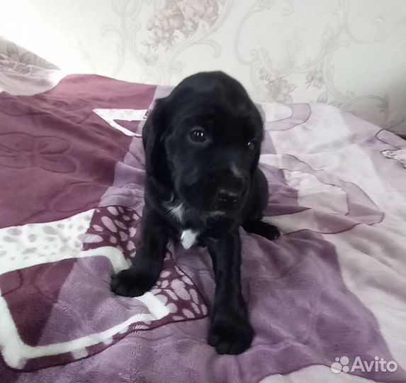 Щенок спаниэля