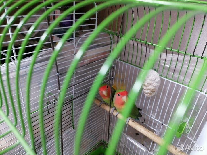 Клетка с попугайчиками неразлучниками