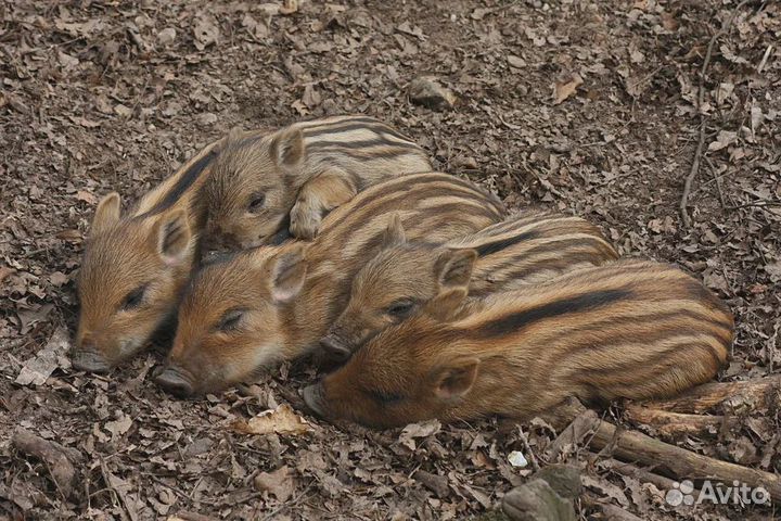 Продам Кабанов