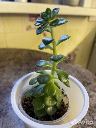 Суккуленты