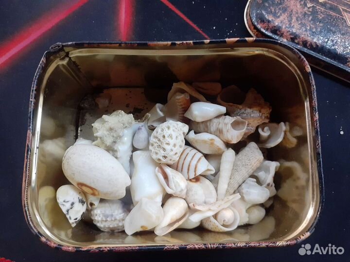 Набор маленьких и больших ракушек для аквариума