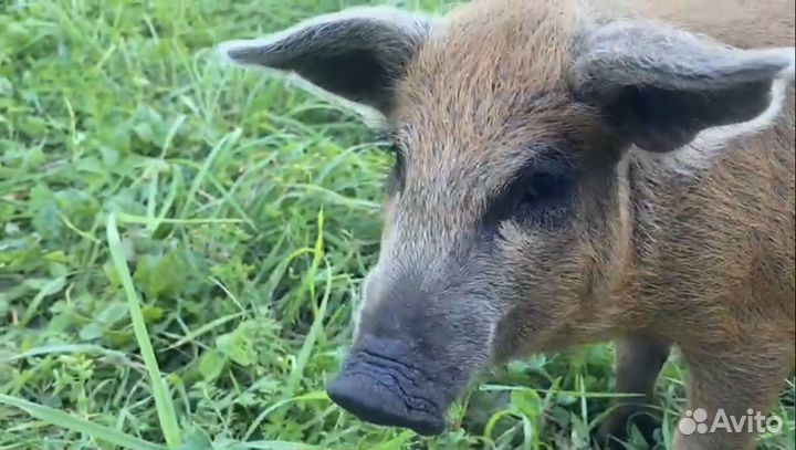 Поросята венгерской мангалицы