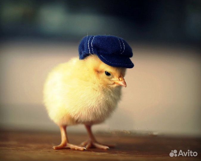 Суточные и подрощенные бройлеры и муларды