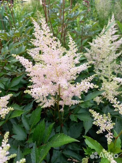 Астильба розовая, сиреневая