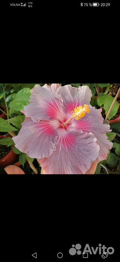 Сортовые гибискусы