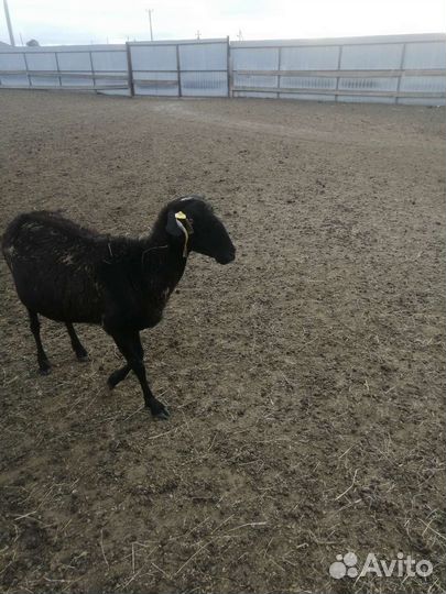 Овцы бараны
