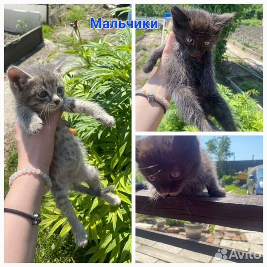 Котята в добрые руки