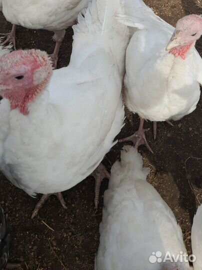 Инкубационное яйцо Чёрно-медного Марана