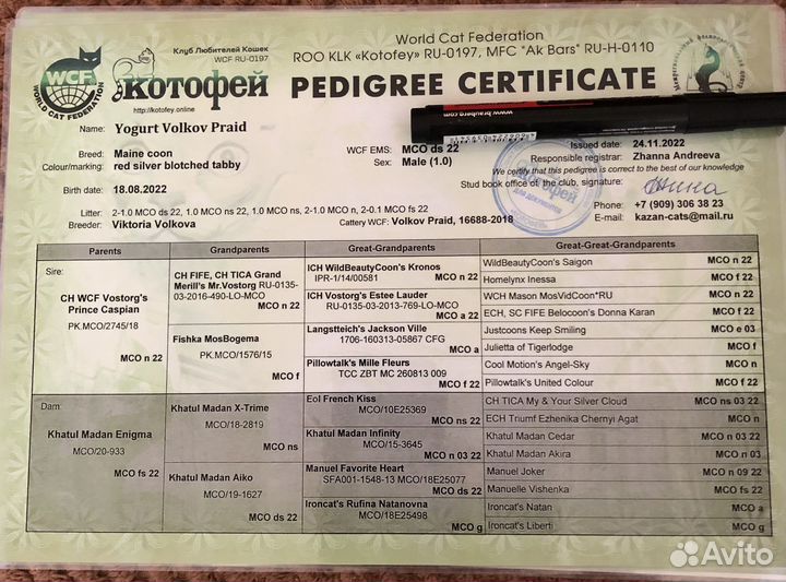 Вязка мейн- куна