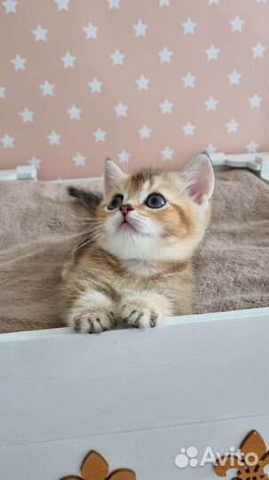 Коротколапое чудо с огромными глазами