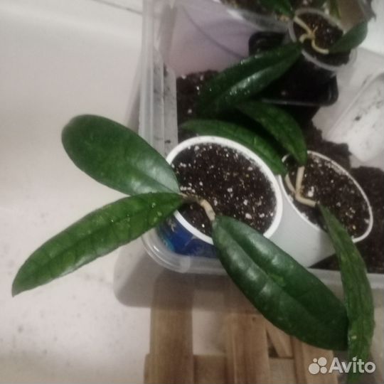 Хойя Финлайсони