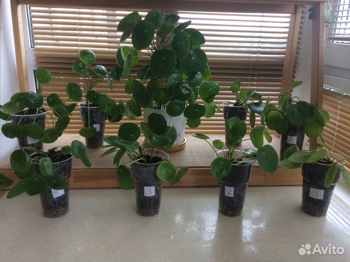 Пилея пеперомиевидная (денежное дерево)