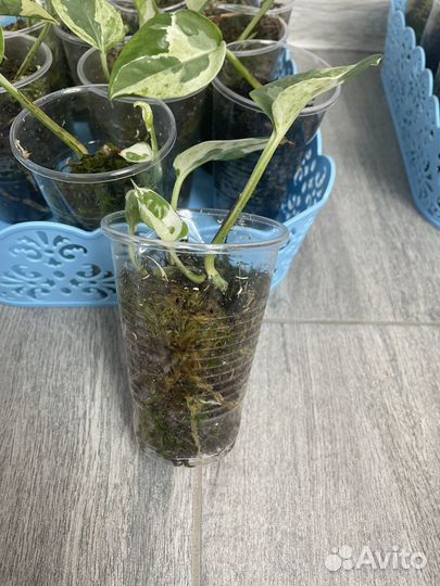 Н-Джой, Green эпипремнум