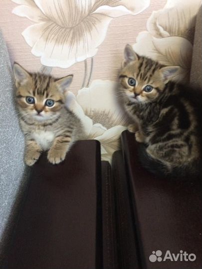 Британская кошка
