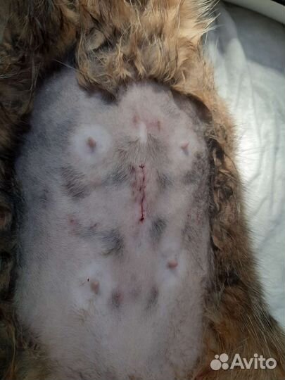 Ветеринарный врач выезд на дом