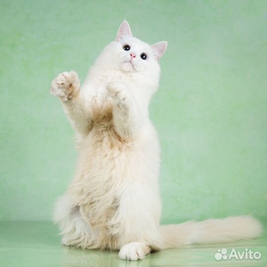 Турецкая ангора - котята подростки в дар 6 мес