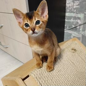 Аббисинские котята