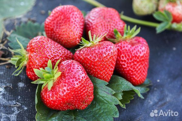 Рассада клубники априка