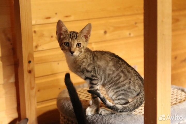 Красивые котята метисы в дар