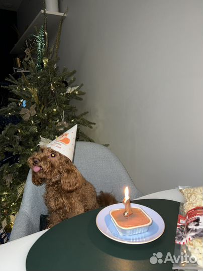 Той пудель вязка кабель (развязан)