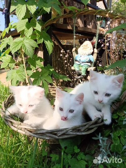 Белые котята