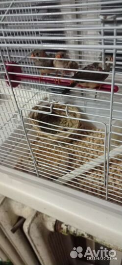 Зебровые амадины