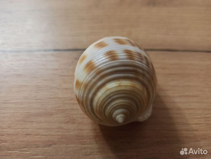 Морская раковина