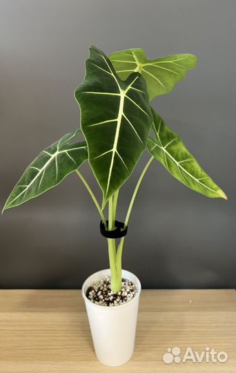 Алоказия мишольца