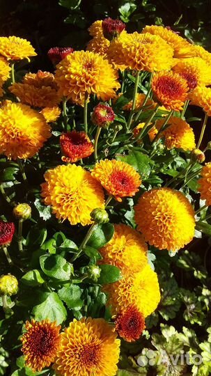 Хризантемы