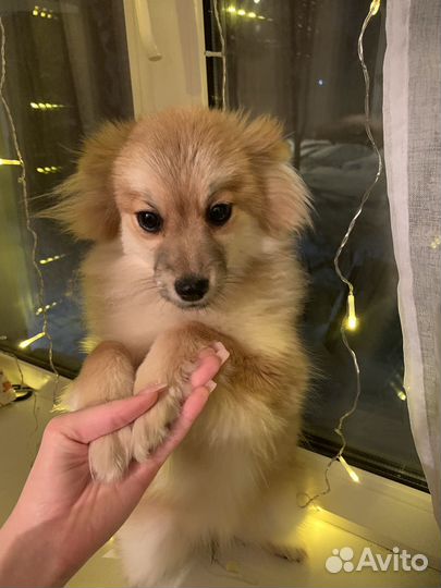 Немецкий шпиц