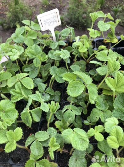 Чамора туруси, Негритянка