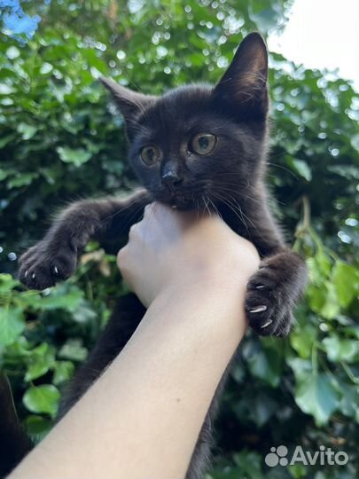Черный котенок в добрые руки