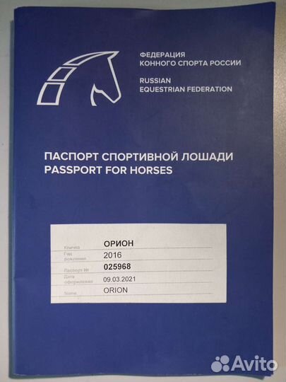 Жеребец Кабардинской породы