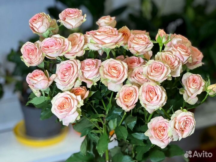 Букет из 51 кустовой розы