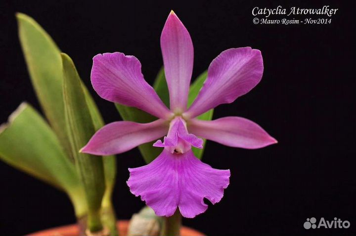 Орхидеи каттлеи